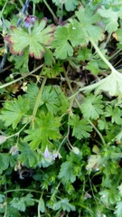 Geranium pusillum
