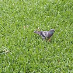 Columba livia domestica