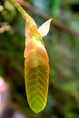 Bulbophyllum occultum