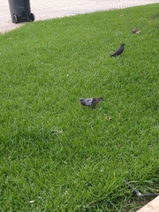 Columba livia domestica
