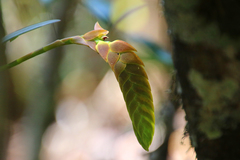 Bulbophyllum occultum