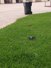 Columba livia domestica