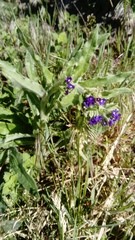 Anchusa officinalis