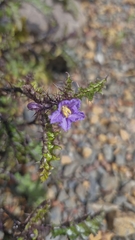 Solanum prinophyllum