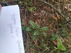 Vaccinium vitis-idaea