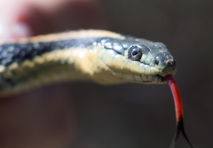 Thamnophis atratus