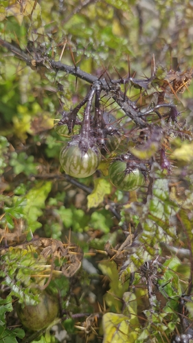 Solanum prinophyllum, photograph 2