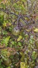 Solanum prinophyllum, photograph (c) Hendrik Falk, some rights reserved (CC BY-SA)