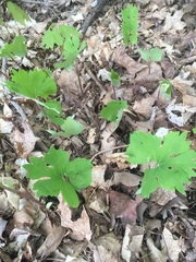 Sanguinaria canadensis
