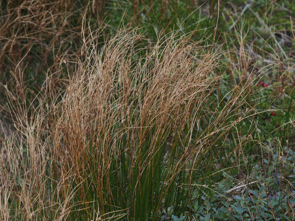 Oreojuncus trifidus; photograph (c) Clay Gibbons, some rights reserved (CC BY)