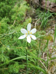 Anthericum