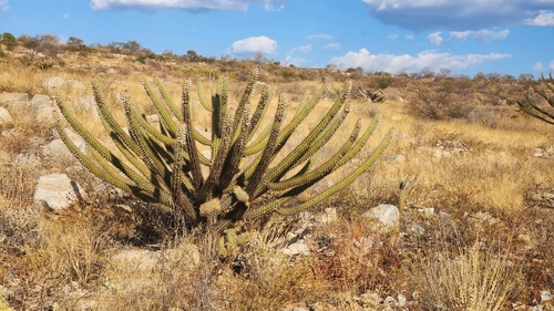 Xiquexique gounellei