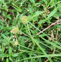 Cyperus brevifolius, photograph author not stated, no rights reserved