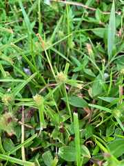 Cyperus brevifolius, photograph author not stated, no rights reserved