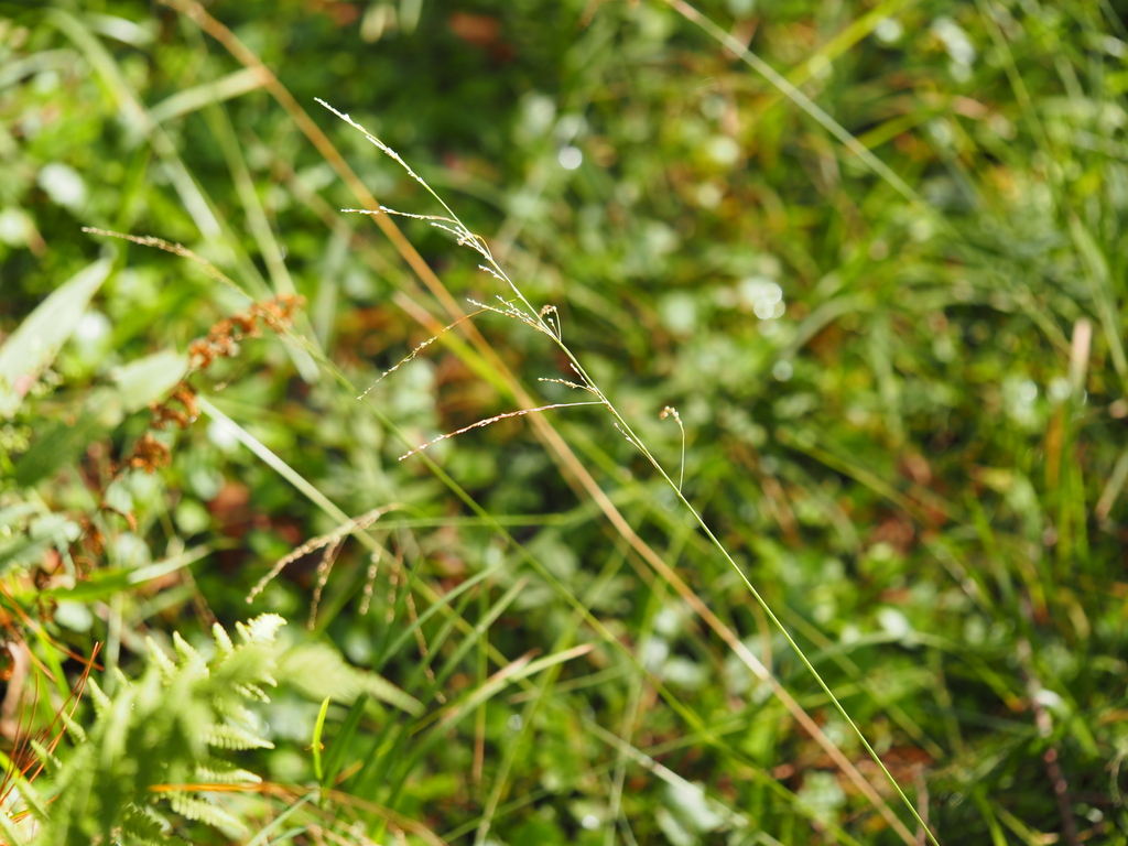 Glyceria striata; photograph (c) Clay Gibbons, some rights reserved (CC BY)