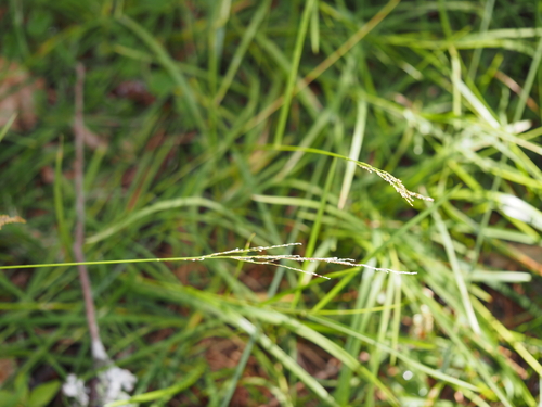Glyceria striata, photograph 6