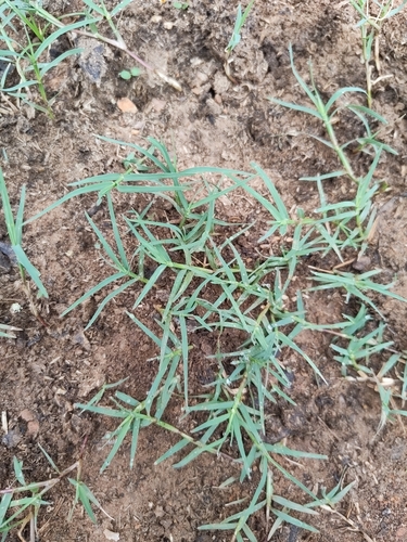 Bermuda grass
