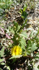 Sonchus