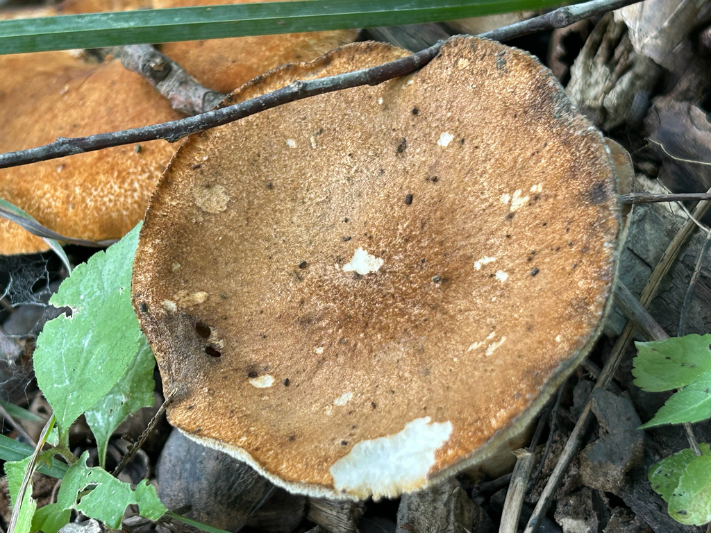 Rooting Polypore · September 2026 · photo: Photo: (c) Bethany Dennis, some rights reserved (CC BY) · iNaturalist