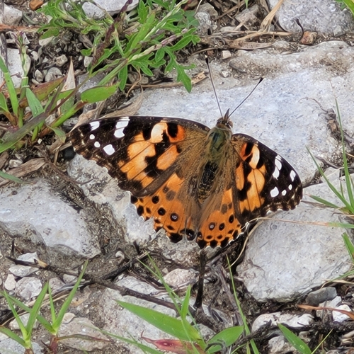 Painted Lady
