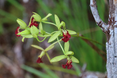 Eulophia flabellata