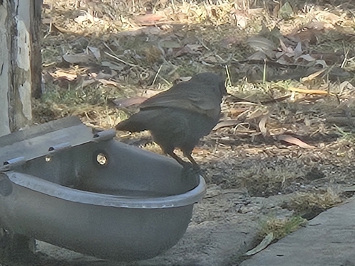 Apostlebird