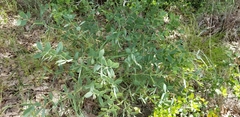 Baptisia nuttalliana