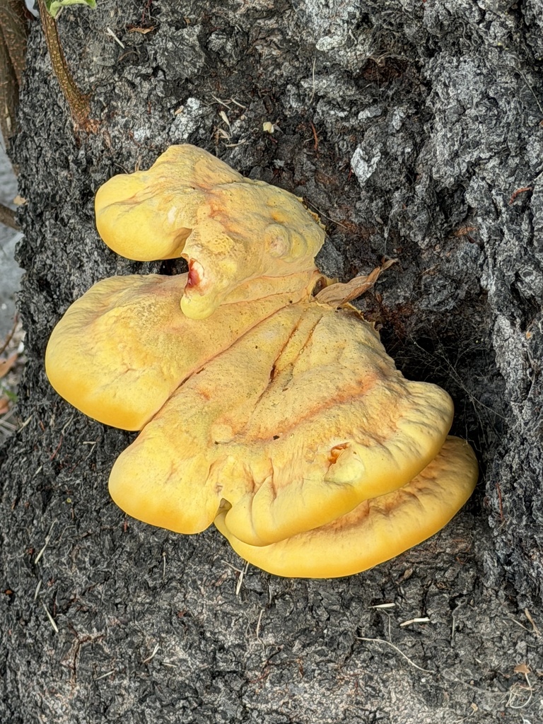 Western Hardwood Sulphur Shelf · September 2026 · photo: Photo: (c) Andrii Khmelkov, some rights reserved (CC BY-SA) · iNaturalist