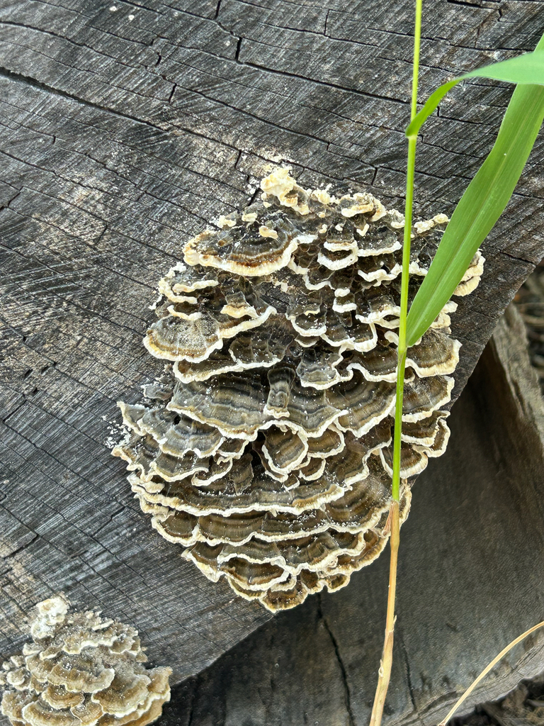 turkey-tail · September 2026 · photo: Photo: (c) Bethany Dennis, some rights reserved (CC BY) · iNaturalist