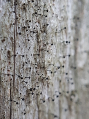 Mycocalicium subtile