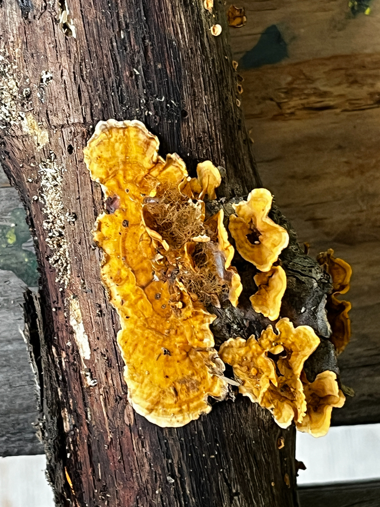 crowded parchment · September 2026 · photo: Photo: (c) urwhatueat, some rights reserved (CC BY) · iNaturalist