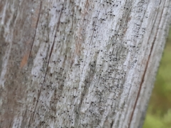 Mycocalicium subtile