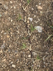 Digitaria littoralis (Digitaria littoralis)