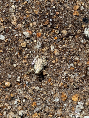 iNaturalist observation photo of Pacific chorus frog