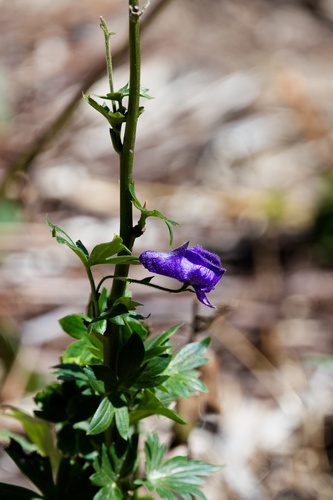 Aconitum columbianum, photograph 6