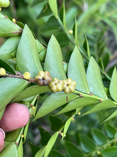 Phyllanthus buxifolius observed 2026-06-15