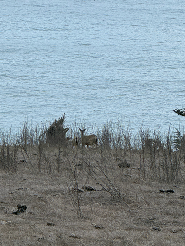 iNaturalist observation photo of New World Deer
