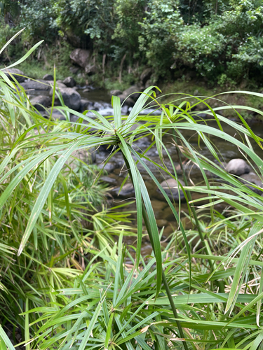 Cyperus alternifolius observed 2026-09-05