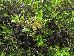 Muehlenbeckia hastulata, photograph (c) Bruno Avilez, some rights reserved (CC BY)