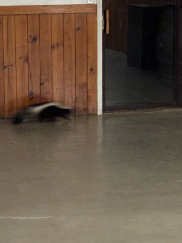 iNaturalist observation photo of Striped Skunk