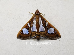 Glyphodes bivitralis