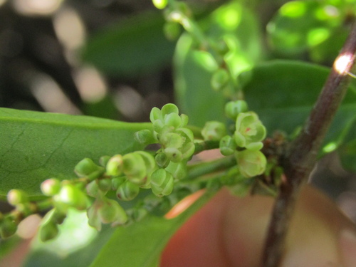 Muehlenbeckia hastulata, photograph 5