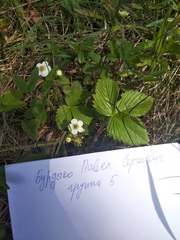 Fragaria vesca
