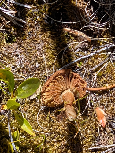iNaturalist observation photo of Webcaps