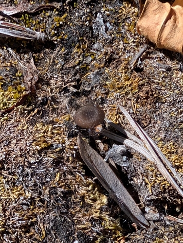 iNaturalist observation photo of Arrhenia