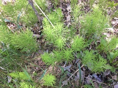 Equisetum sylvaticum