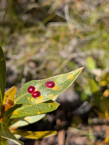 iNaturalist observation photo of Willow Apple Gall Sawfly