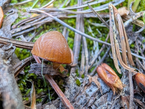 iNaturalist observation photo of Webcaps