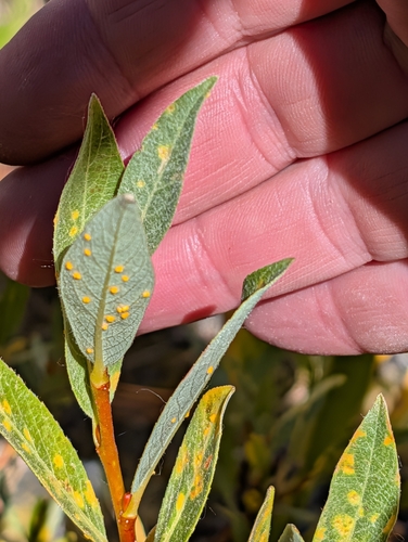 iNaturalist observation photo of Melampsora epitea