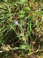 Myosotis ramosissima